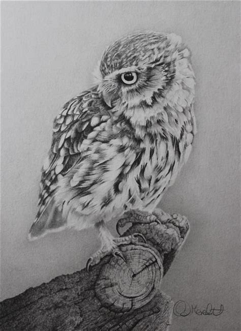 Afbeeldingsresultaten Voor Realistic Owl Drawings Dieren Tekenen