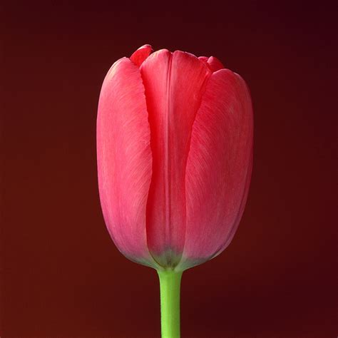 Flora Les Fleurs De Mapplethorpe Un Ouvrage Sublime à Prix D Or Actuphoto