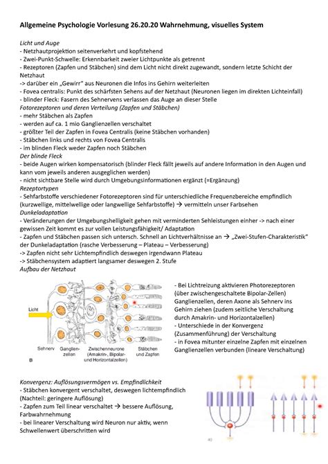 Allgemeine Psychologie Vorlesung 26 10 20 Wahrnehmung Visuelles System