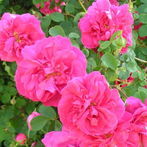 Just Joey Shrub Rose Quality Roses Direct From Grower