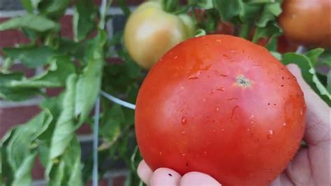 Red 🍅🍅🍅 Tomatoes And Ampalaya Youtube