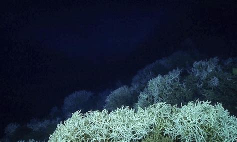 Largest deep-sea coral reef to date is mapped by scientists off the US ...