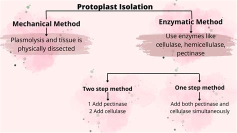 Protoplast Culture: Isolation