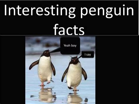 Interesting Habits Do Penguins Have