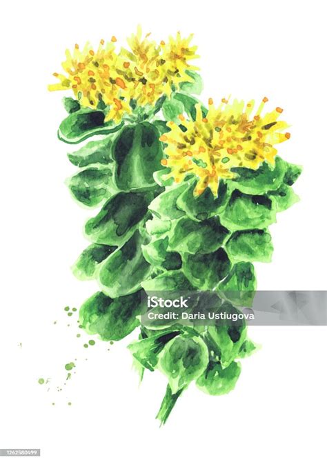 Rhodiola Rosea Or Golden Root Rose Root Roseroot Medical Herb Plant And