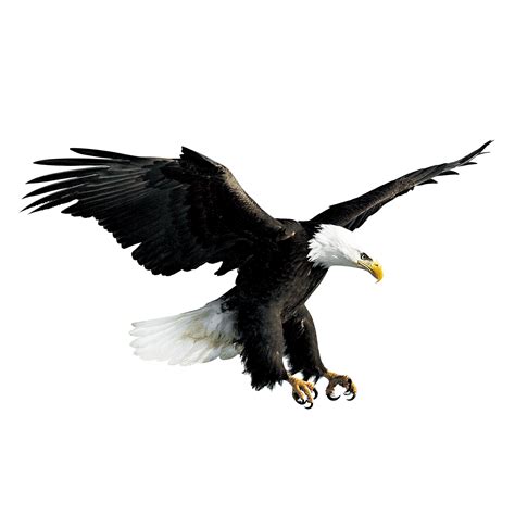 Bald Eagle Hawk Falconiformes - Flying eagle png download - 2500*2500 ...