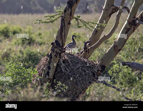 Hamerkop nest hi-res stock photography and images - Alamy