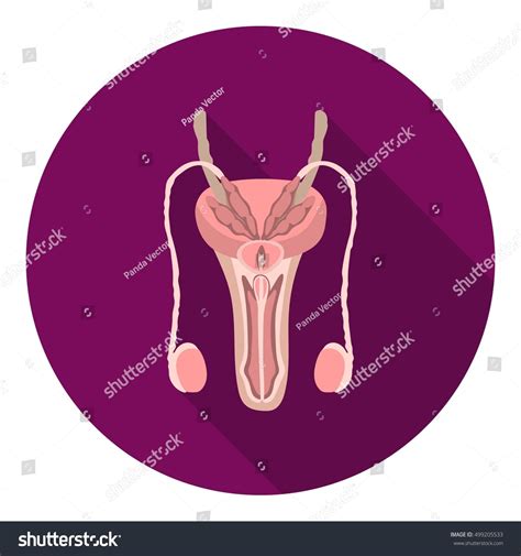 Male Reproductive System Icon In Flat Style Isolated On White