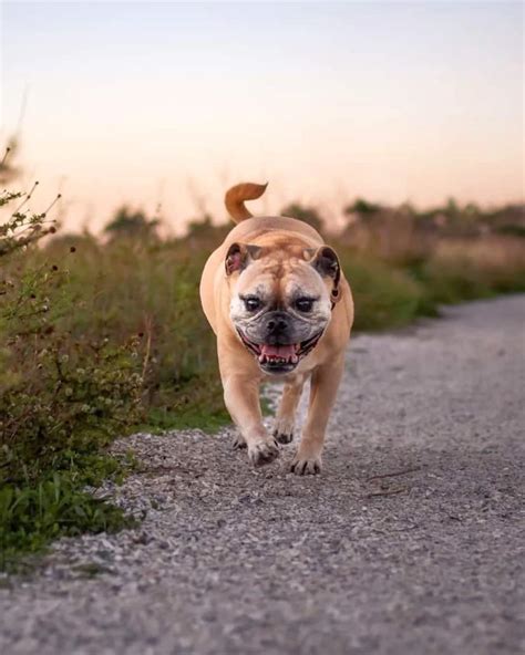 Miniature Bulldog: Breed Info, Traits & Facts (With Pictures)