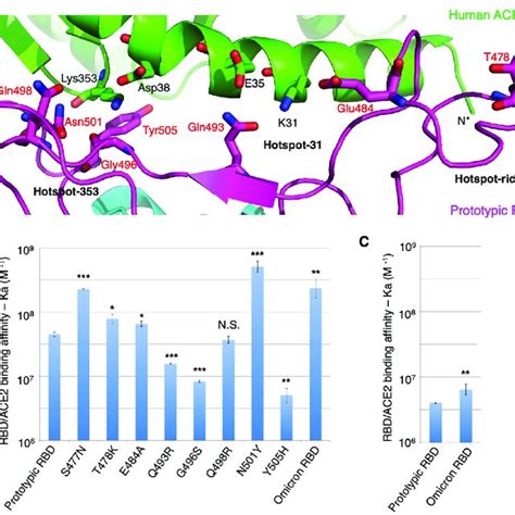 Mutations In The Receptor Binding Motif Rbm Of The Omicron Variant