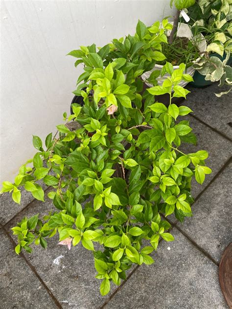 Pink Panther Taiwan Rooted Imported Hybrid Bougainvillea On Carousell