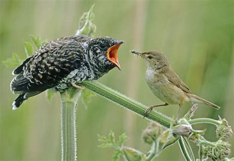 THE CUCKOO BIRD |The Garden of Eaden