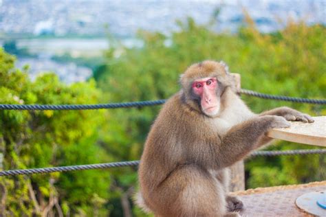 Arashiyama Monkey Park Map