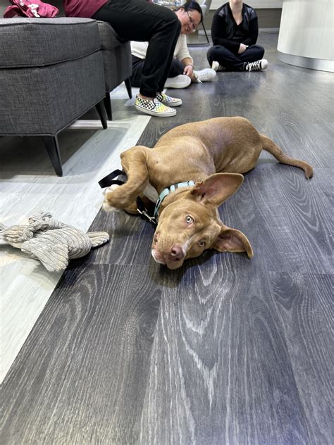 Humane Society for Greater Nashua | Nashua NH