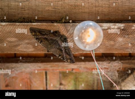 Moth light bulb hi-res stock photography and images - Alamy