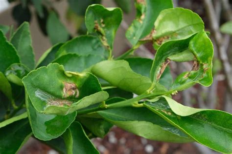 Lemon Tree Leaf Fungus Infoupdate Org