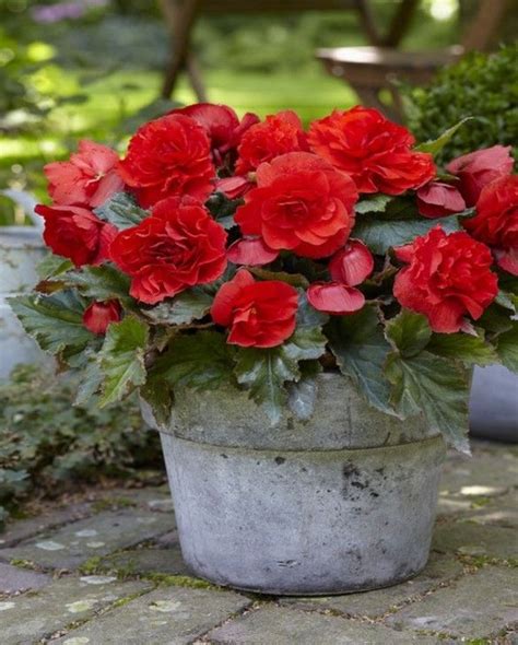 Begonia Odorosa Red Sunset