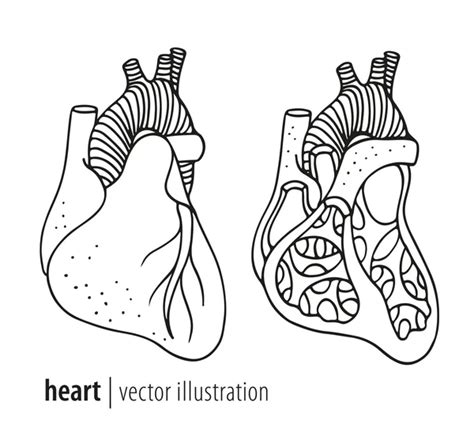 Human Anatomy Heart Vector Black Vintage Engraving Illustration Isolated White Stock Vector