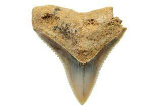 Serrated .73" Fossil Bull Shark Tooth (Carcharhinus) - Angola (#259450 ...