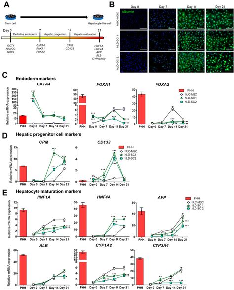 Expression Of Genes Related To The Differentiation Of Stem Cells