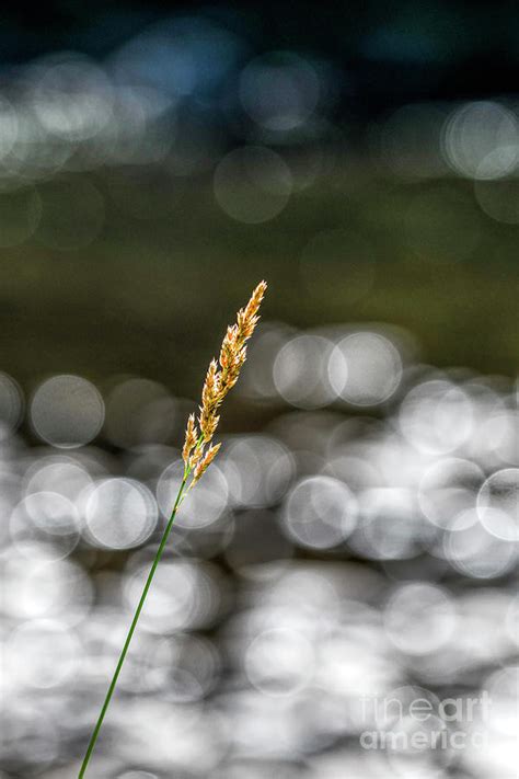 Grass Seed Bubbles Photograph By Pamela Dunn Parrish Pixels