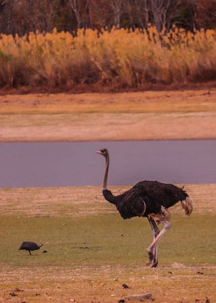 Premium Photo | Ostrich in africa