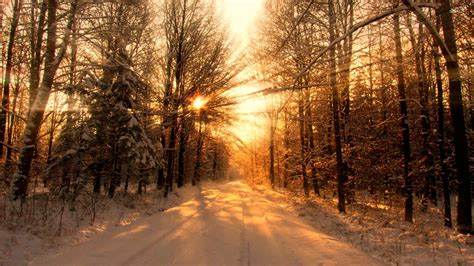 Sun warming the snowy forest wallpaper - Nature wallpapers - #52656