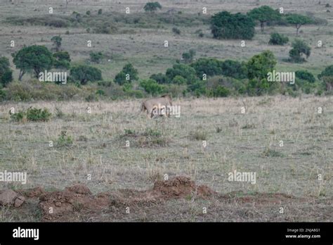 Lion in the savannah of Kenya Stock Photo - Alamy