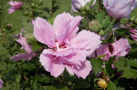 Althéa Ou Hibiscus Syriacus Conseils De Plantation Taille Et Entretien