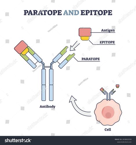 6A Immunology Innate Immune System Flashcards Quizlet