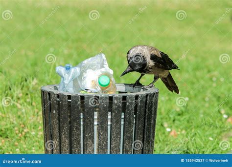 Hungry Crow Eating Garbage From A Trash Bin Royalty Free Stock