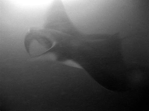 Making Friends with Manta Rays in the Maldives - The Occasional Traveller