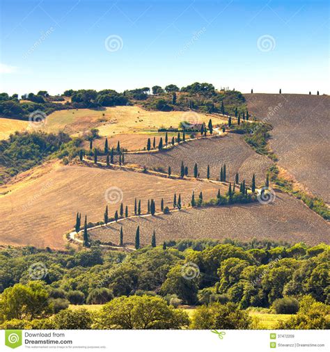 Estrada C Nico Da Rvore De Cypress Em Pienza Perto De Siena Tosc Nia