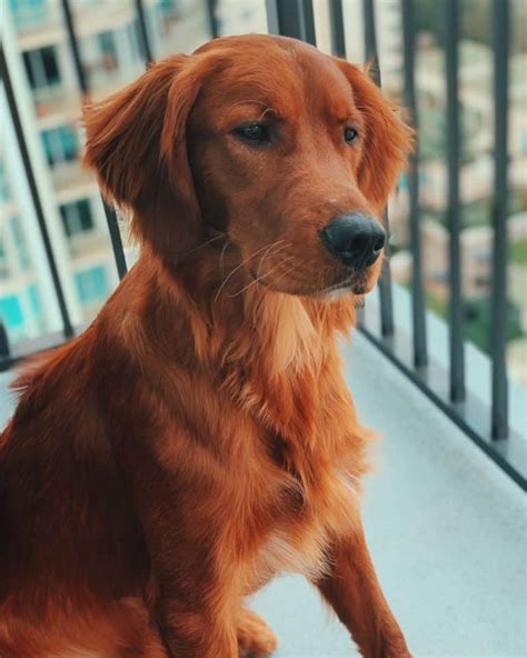 Golden Retriever Colors: The Standard & Rare Golden Coat Colors - K9 Web