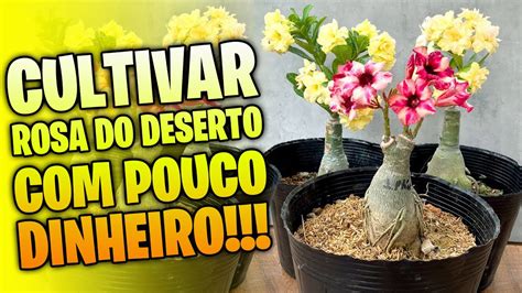 Como Cultivar Rosa Do Deserto Pouco Dinheiro Youtube