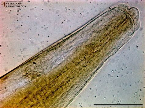 Metastrongylus Sp Roundworms Monster Hunters Guide To Veterinary Parasitology