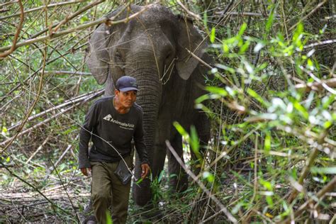 Vietnam S Last Wild Elephants On The Brink Of Survival