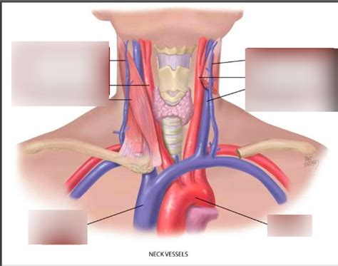 Bio Neck Vessels Diagram Quizlet