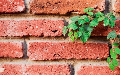 Ramas De Una Planta Verde Trepadora En Una Vieja Pared De Ladrillos Una