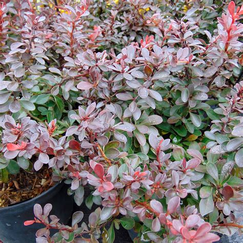 Berberis Thunbergii Atropurpurea Nana Epine Vinette Naine Pourpre