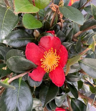 Camellia Sasanqua Yuletide Camellia From Pleasant Run Nursery