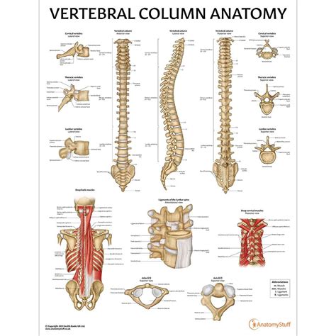 Spine Anatomy And Pathology Collection Spinal Nerves Models Charts