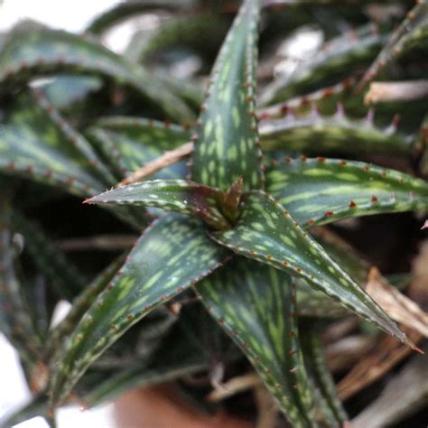 Aloe Jucunda Liberty Hyde Bailey Conservatory