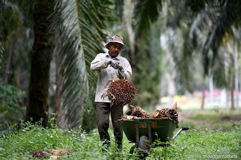 palm oil produced  felda smallholders  affected  eudr  eu envoy