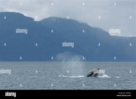 Humpback Whale feeding, SE - Southeast Alaska Stock Photo - Alamy