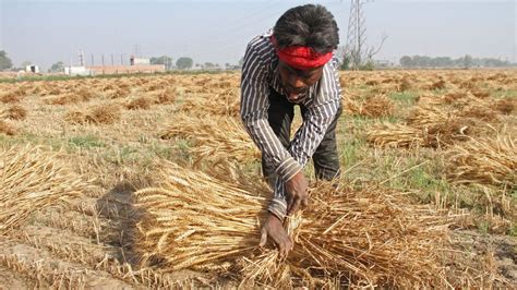 Modi Government Approves MSP Hike For 14 Kharif Crops Claims It S 1 5