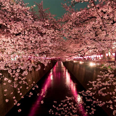 Tokyo: Cherry blossom and neon lights - Asian Wealth Magazine