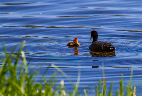 Birds of Lassen National Park – GlassDreaming