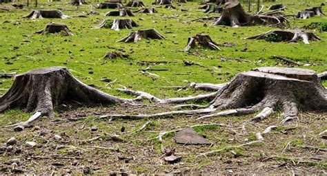 Tala Clandestina “el Cáncer De Los Bosques” Crónica De Xalapa