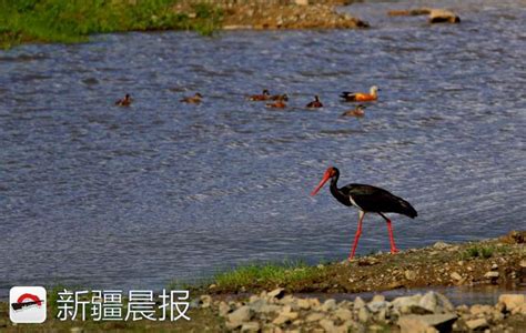 鳥中「熊貓」黑鸛頻繁現身富蘊縣 每日頭條